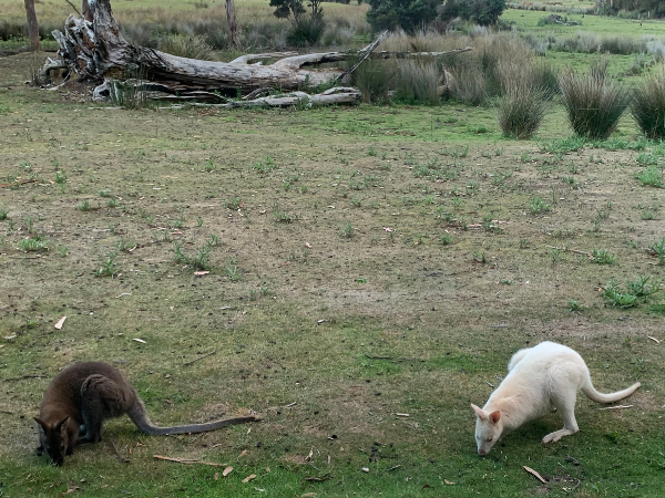 Photo of the elusive White Wallaby on Bruny Island