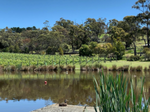 Picture of the Lake at PuddleDuck vineyard, one of the must do itineraries around Hobart