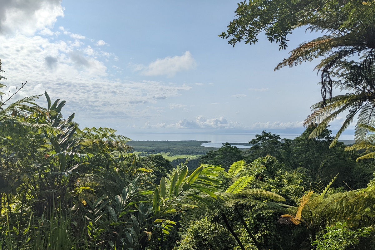 Image of the Daintree Rainforest