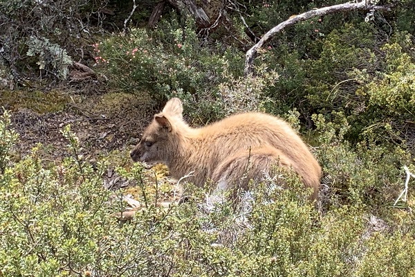 Image of golden wallaby long hair for Cradle Mountain