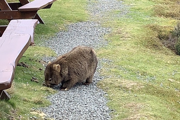 Image of Wombat around the lodge