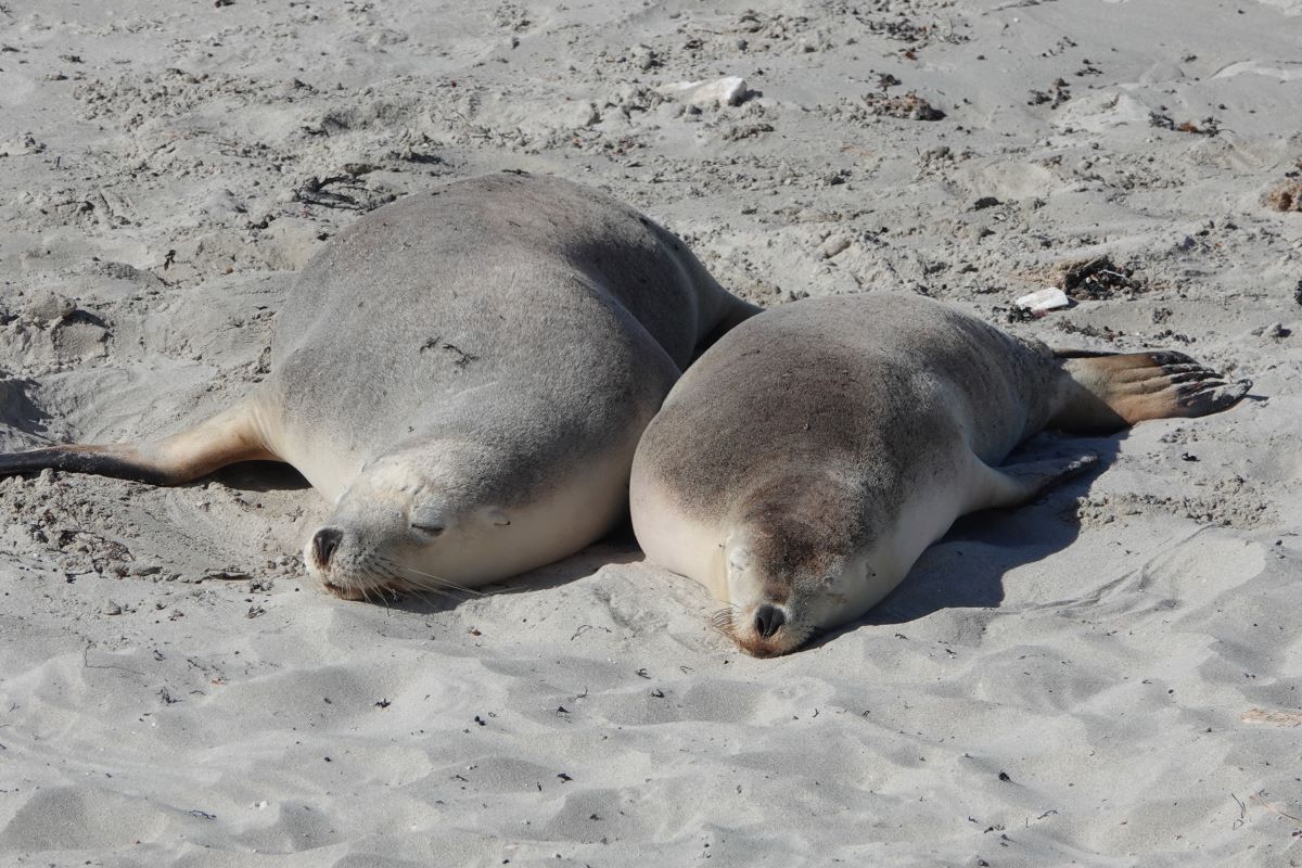 Image of Seal Bay at Kangaroo Island South Australia