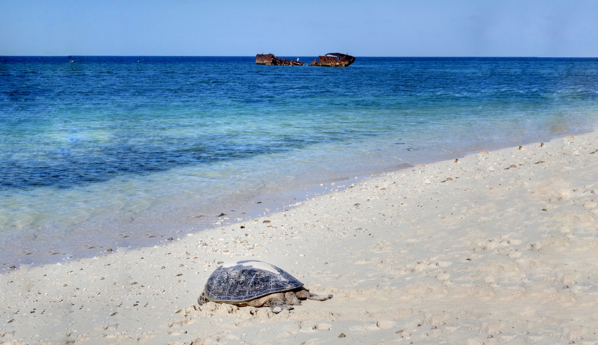 Image of turtle on Heron Island