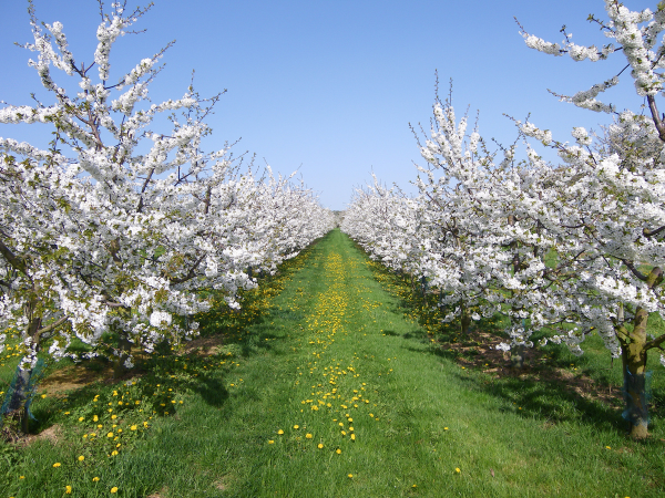 Image of blossom trees depicting spring