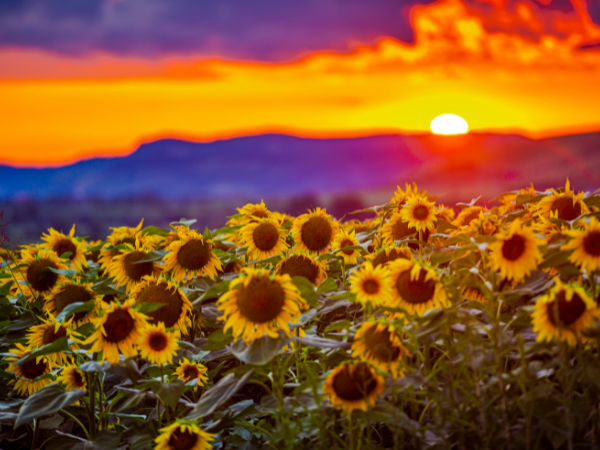 Image of sunflowers depicting Summer